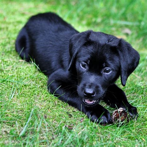 black labrador dog wallpapers|cute black labrador pictures.